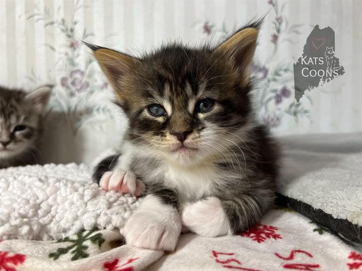 A little about Us - Kats Coons Maine Coons