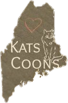 Kats Coons, Maine Coons