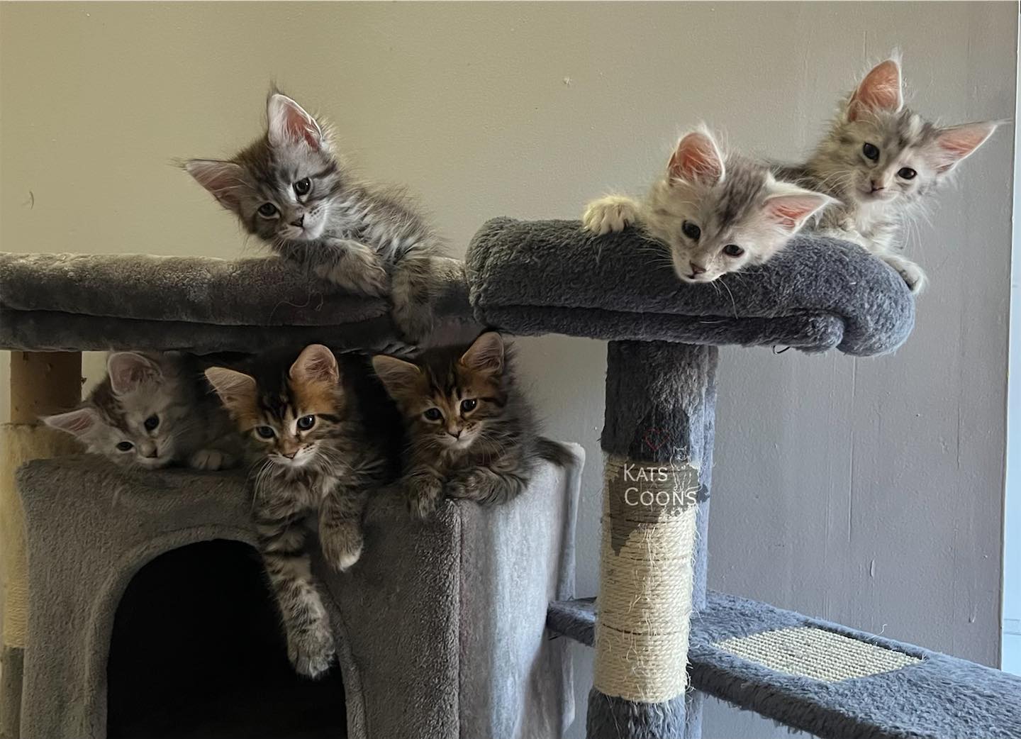 Maine Coon Kittens at Play