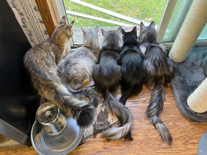 Maine Coons at Window