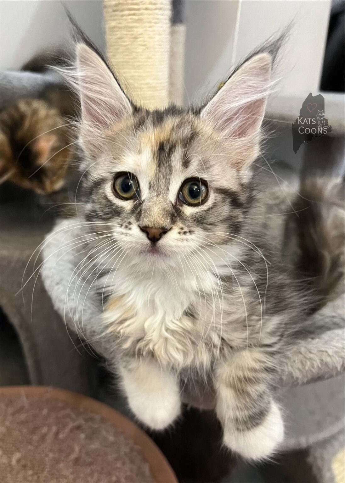 Available Maine Coon Kittens - Kats Coons Maine Coons